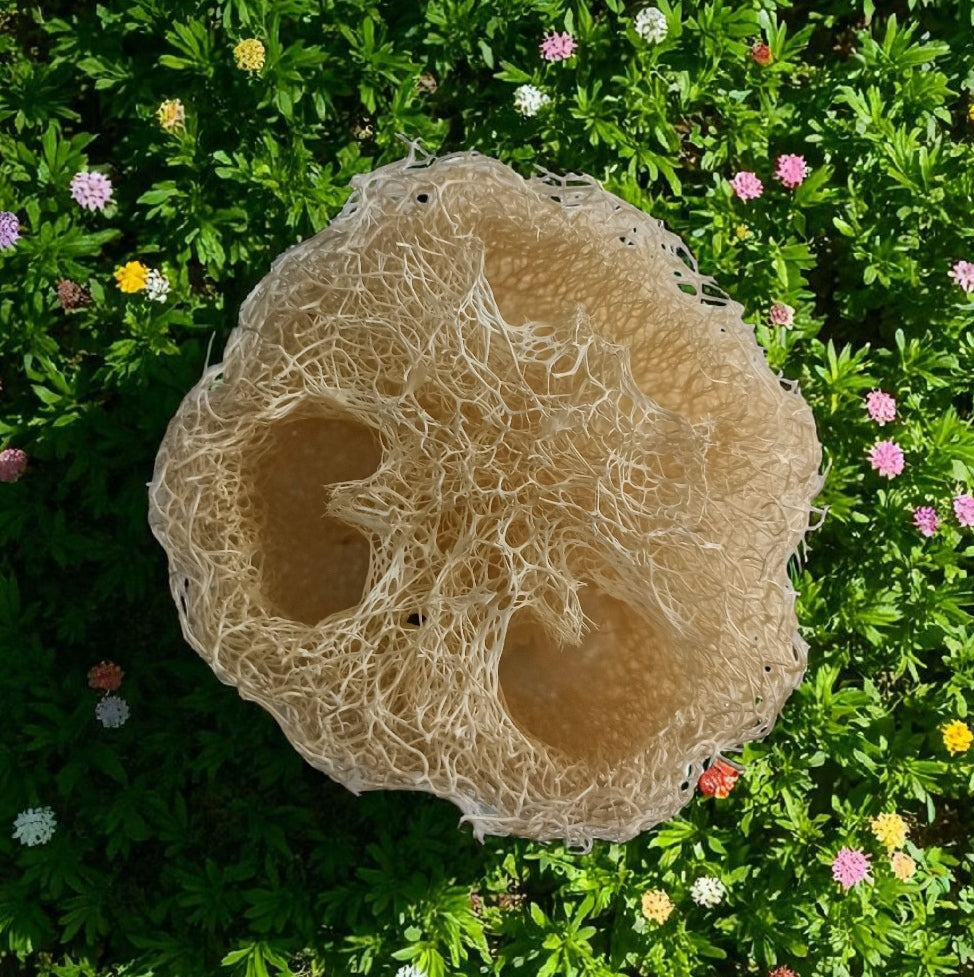 Luffa Natural 12cm